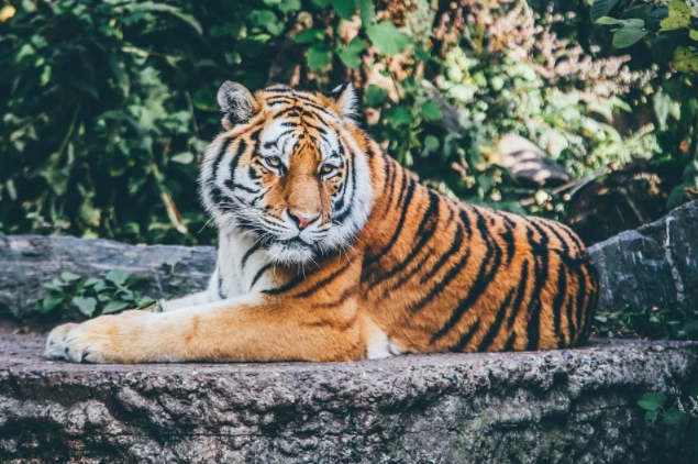 tiger