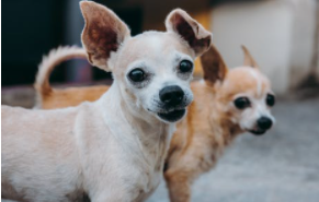 two dogs