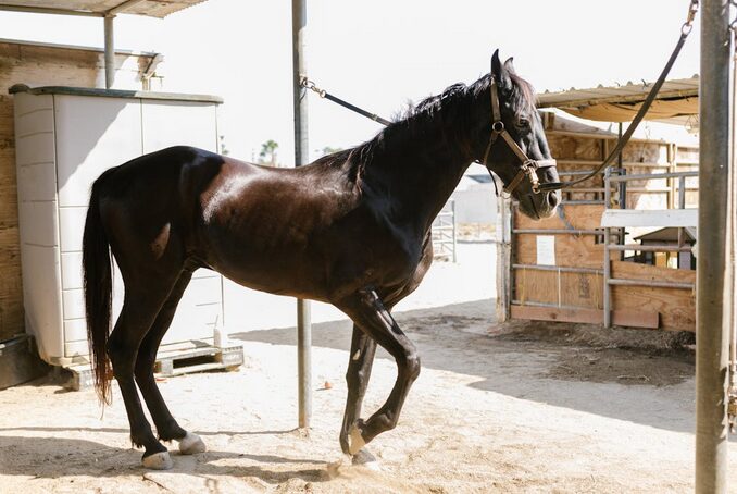 horse
